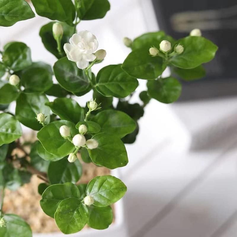 100 stk Duftende jasminfrø (Ikke-GMO)
