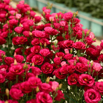 Tornfrie Prærieklokke frø (100 stk) 💐 Prærieklokke