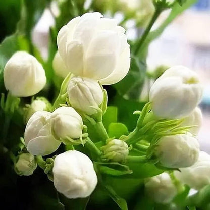 100 stk Duftende jasminfrø (Ikke-GMO)
