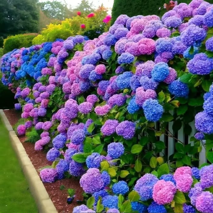 🌈 Farverig Hortensia-frømix (60 frø) – Smukke og hårdføre flerårige frø