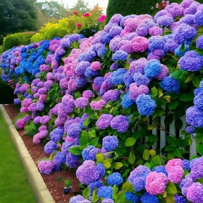 🌈 Farverig Hortensia-frømix (60 frø) – Smukke og hårdføre flerårige frø