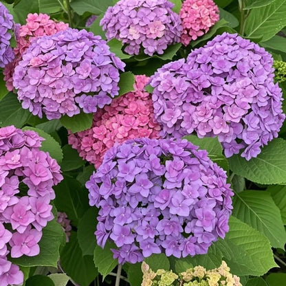 🌈 Farverig Hortensia-frømix (60 frø) – Smukke og hårdføre flerårige frø
