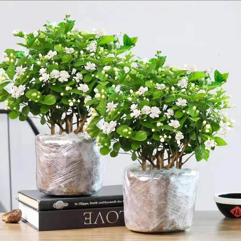 100 stk Duftende jasminfrø (Ikke-GMO)