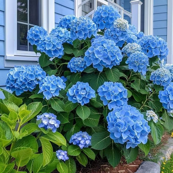 🌈 Farverig Hortensia-frømix (60 frø) – Smukke og hårdføre flerårige frø
