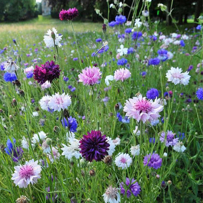 Kornblomst frøblanding (1000 frø)