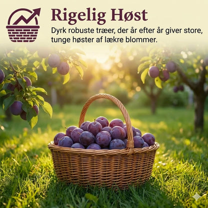 Blommetræ frøblanding – 100 stk