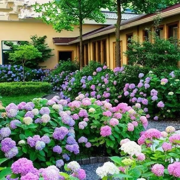 🌈 Farverig Hortensia-frømix (60 frø) – Smukke og hårdføre flerårige frø