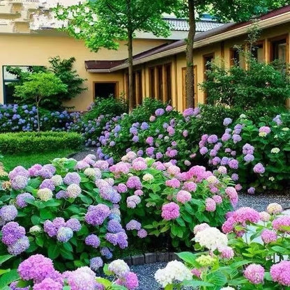🌈 Farverig Hortensia-frømix (60 frø) – Smukke og hårdføre flerårige frø