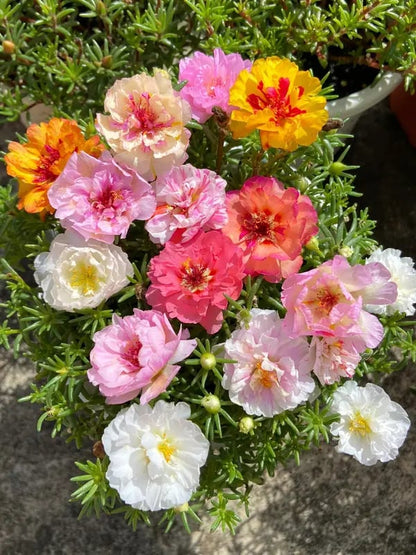 Portulak frøblanding (1000 frø) – Portulak / Solrose