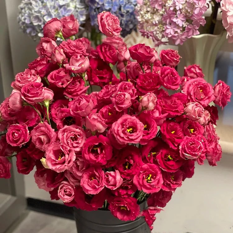 Tornfrie Prærieklokke frø (100 stk) 💐 Prærieklokke
