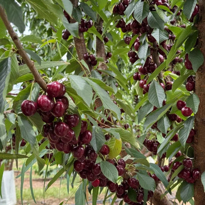 Sødkirsebærfrø (50 stk - Ikke-GMO) 🌿 (Kan plantes om vinteren)