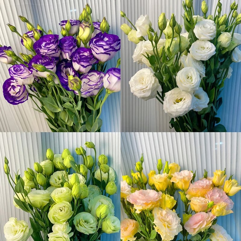 Tornfrie Prærieklokke frø (100 stk) 💐 Prærieklokke