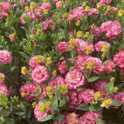 Tornfrie Prærieklokke frø (100 stk) 💐 Prærieklokke