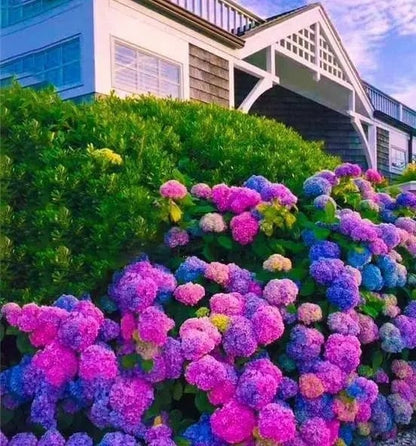 🌈 Farverig Hortensia-frømix (60 frø) – Smukke og hårdføre flerårige frø