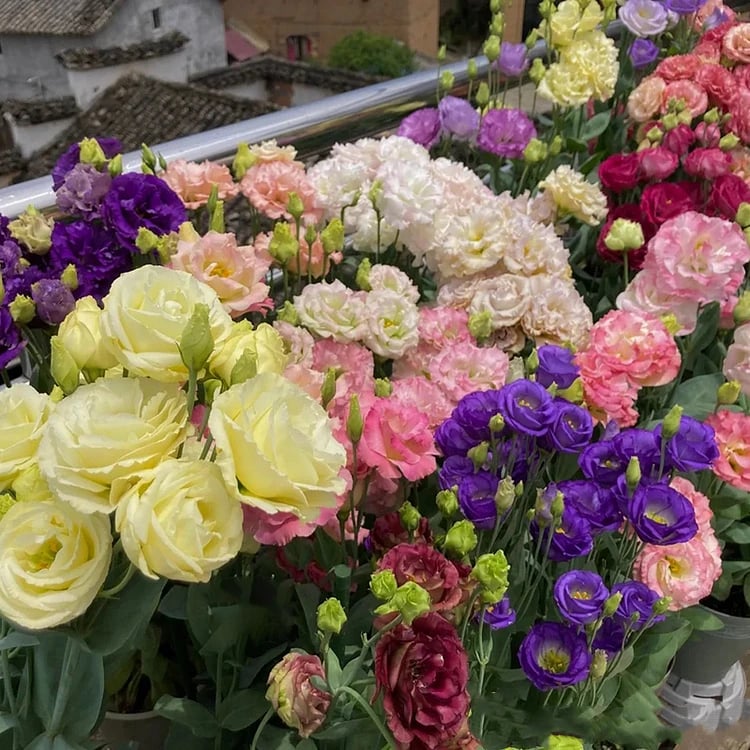 Tornfrie Prærieklokke frø (100 stk) 💐 Prærieklokke