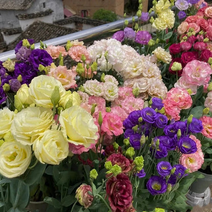 Tornfrie Prærieklokke frø (100 stk) 💐 Prærieklokke