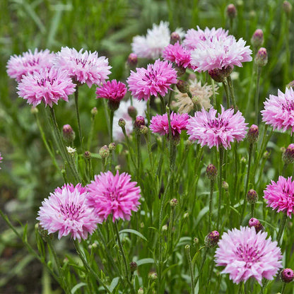 Kornblomst frøblanding (1000 frø)