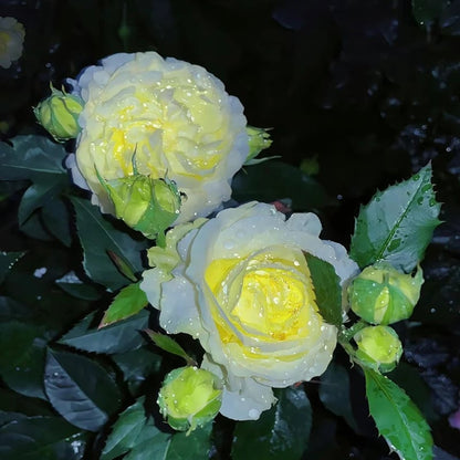 Tornfrie Prærieklokke frø (100 stk) 💐 Prærieklokke