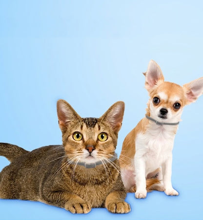 🐶🐱Plantebaseret loppe- og tægehalsbånd🐕🌿