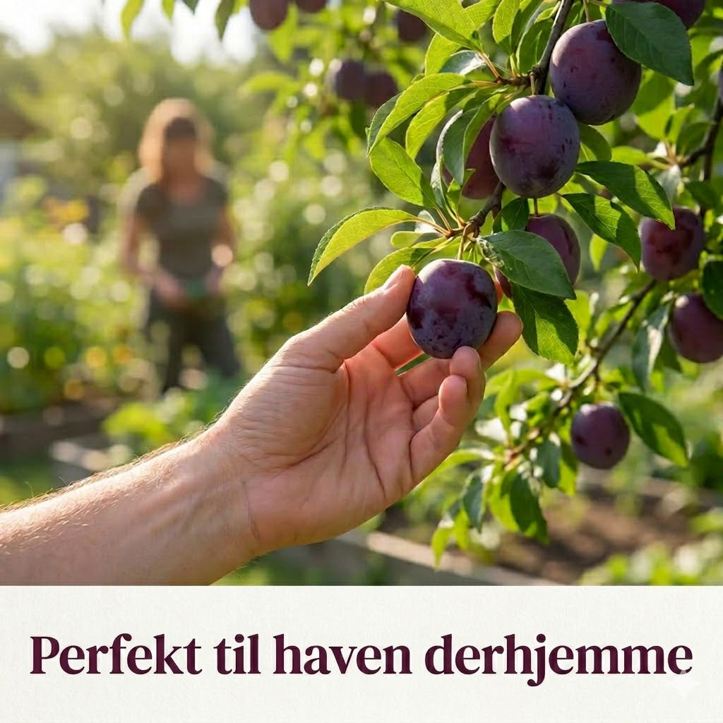 Blommetræ frøblanding – 100 stk