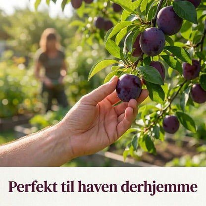 Blommetræ frøblanding – 100 stk
