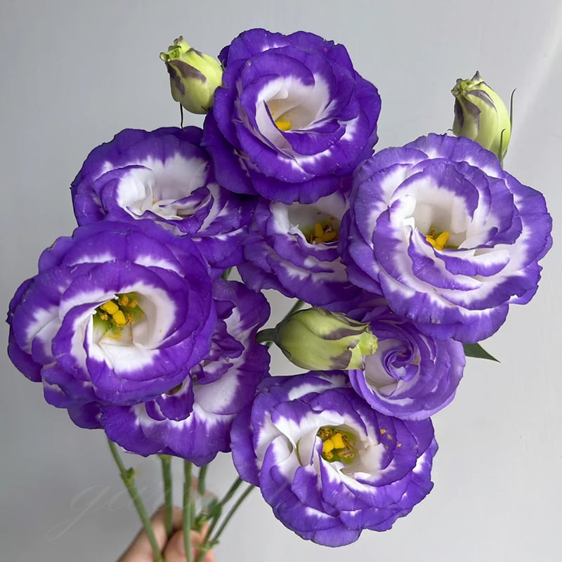 Tornfrie Prærieklokke frø (100 stk) 💐 Prærieklokke