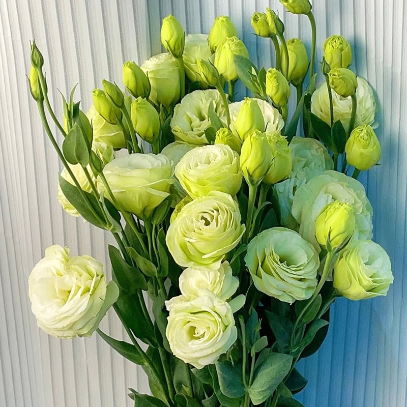 Tornfrie Prærieklokke frø (100 stk) 💐 Prærieklokke