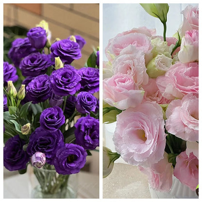 Tornfrie Prærieklokke frø (100 stk) 💐 Prærieklokke