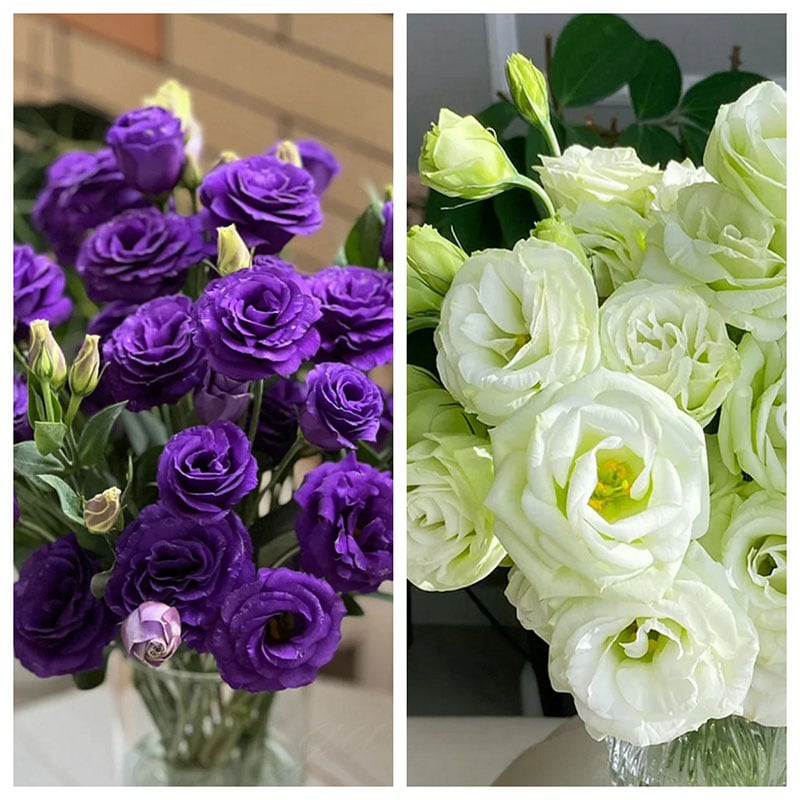 Tornfrie Prærieklokke frø (100 stk) 💐 Prærieklokke