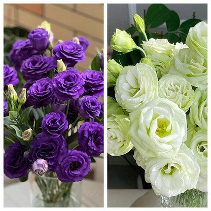Tornfrie Prærieklokke frø (100 stk) 💐 Prærieklokke
