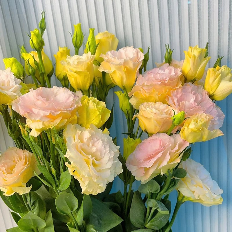Tornfrie Prærieklokke frø (100 stk) 💐 Prærieklokke
