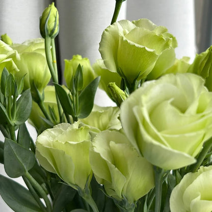 Tornfrie Prærieklokke frø (100 stk) 💐 Prærieklokke