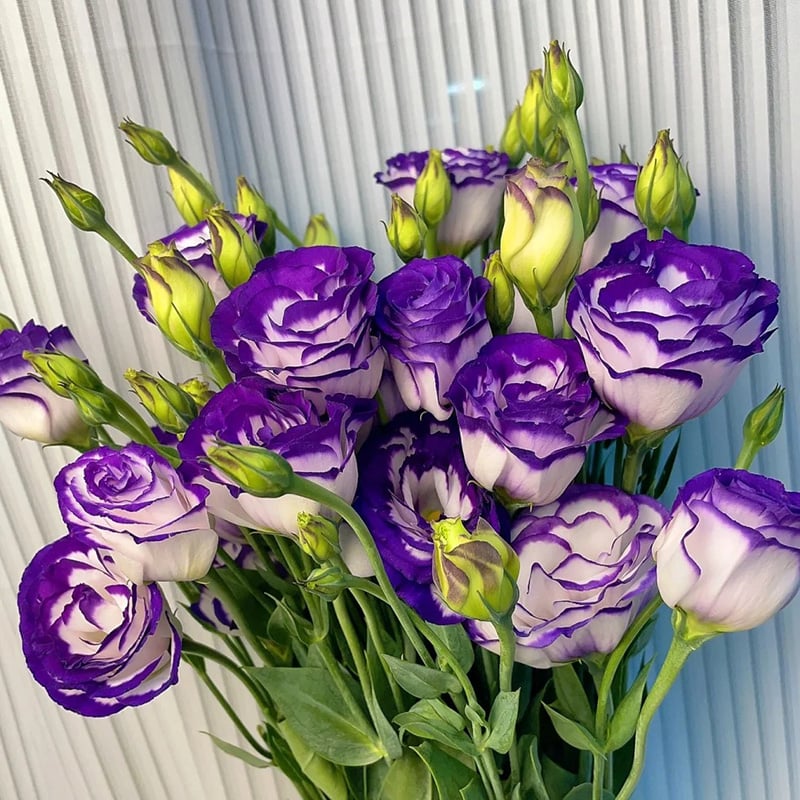 Tornfrie Prærieklokke frø (100 stk) 💐 Prærieklokke