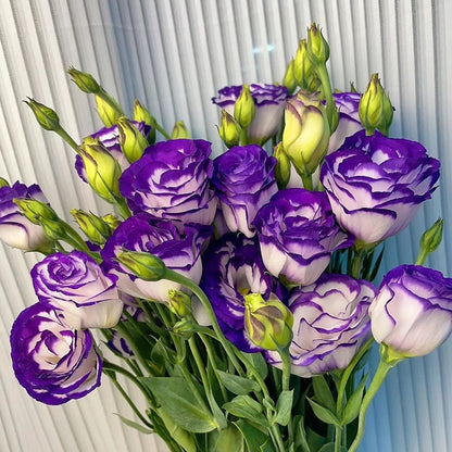 Tornfrie Prærieklokke frø (100 stk) 💐 Prærieklokke