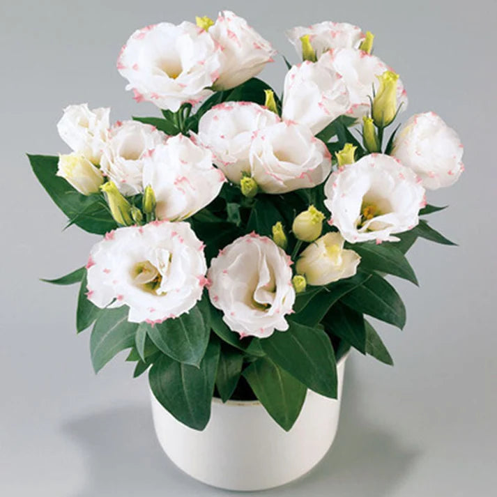 Tornfrie Prærieklokke frø (100 stk) 💐 Prærieklokke