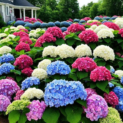 🌈 Farverig Hortensia-frømix (60 frø) – Smukke og hårdføre flerårige frø