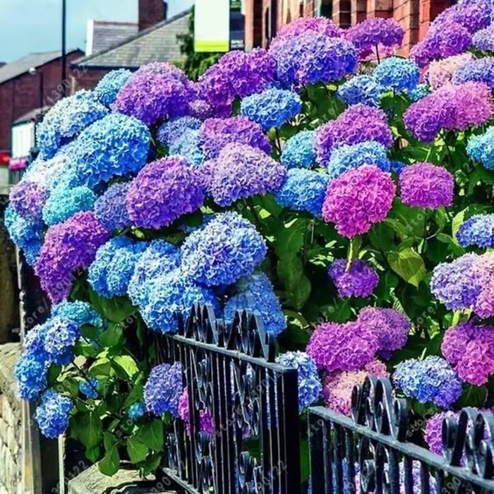 🌈 Farverig Hortensia-frømix (60 frø) – Smukke og hårdføre flerårige frø