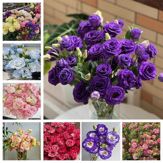 Tornfrie Prærieklokke frø (100 stk) 💐 Prærieklokke