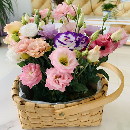 Tornfrie Prærieklokke frø (100 stk) 💐 Prærieklokke
