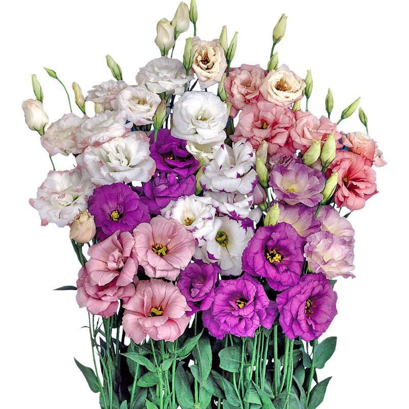 Tornfrie Prærieklokke frø (100 stk) 💐 Prærieklokke