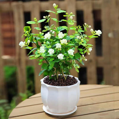 100 stk Duftende jasminfrø (Ikke-GMO)