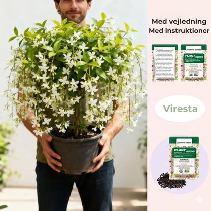 100 stk Duftende jasminfrø (Ikke-GMO)