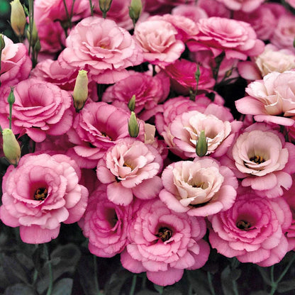 Tornfrie Prærieklokke frø (100 stk) 💐 Prærieklokke