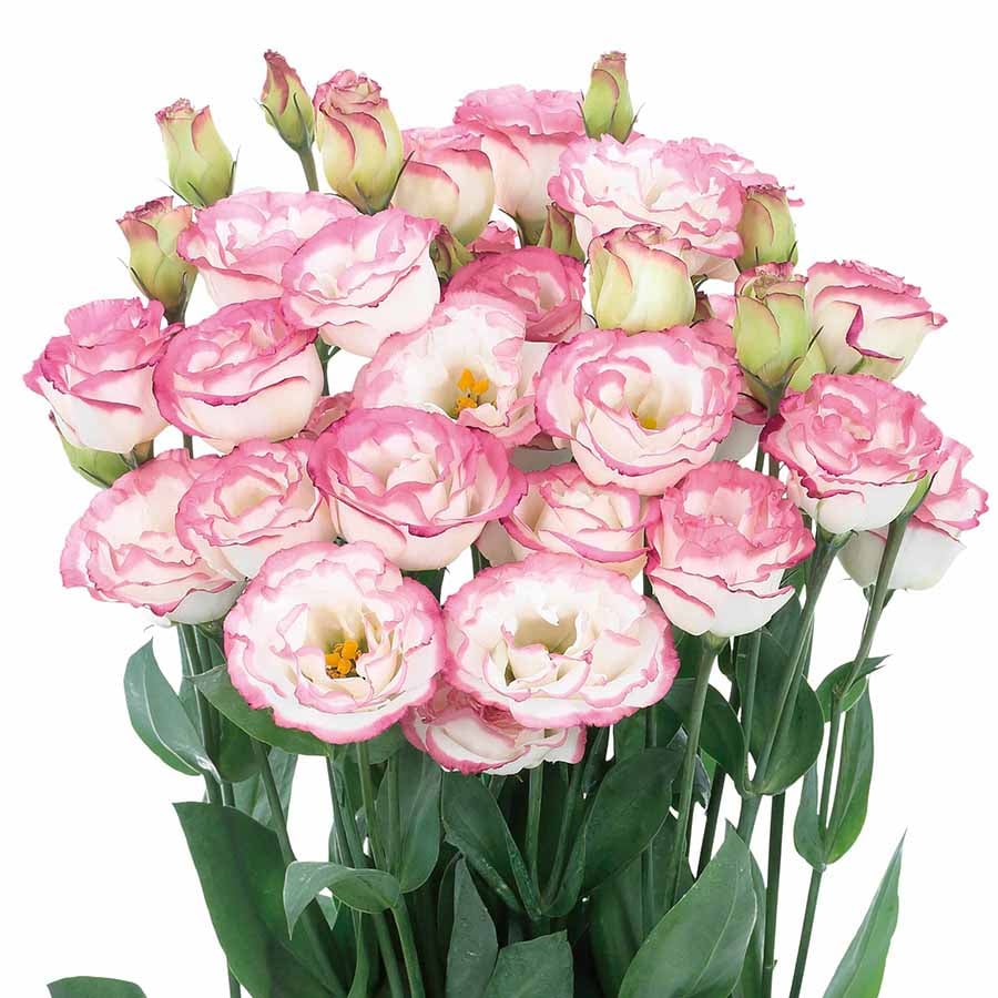 Tornfrie Prærieklokke frø (100 stk) 💐 Prærieklokke