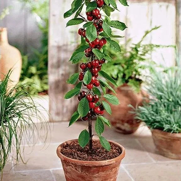 Sødkirsebærfrø (50 stk - Ikke-GMO) 🌿 (Kan plantes om vinteren)