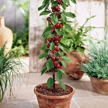 Sødkirsebærfrø (50 stk - Ikke-GMO) 🌿 (Kan plantes om vinteren)