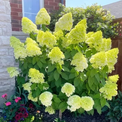 🌈 Farverig Hortensia-frømix (60 frø) – Smukke og hårdføre flerårige frø