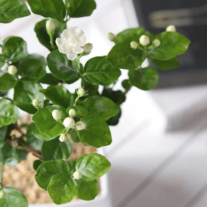 100 stk Duftende jasminfrø (Ikke-GMO)