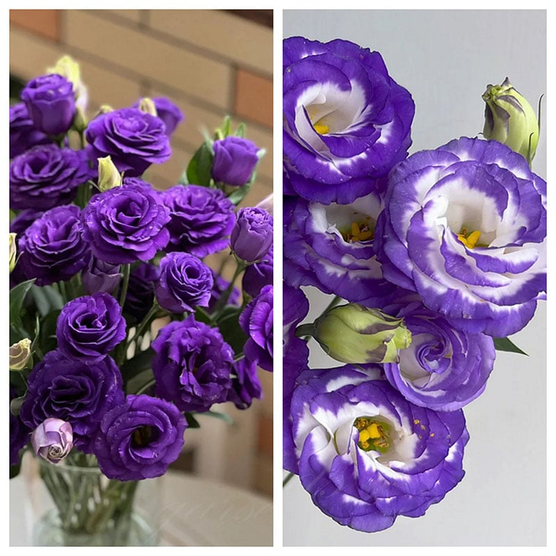 Tornfrie Prærieklokke frø (100 stk) 💐 Prærieklokke