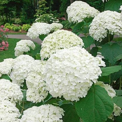 🌈 Farverig Hortensia-frømix (60 frø) – Smukke og hårdføre flerårige frø